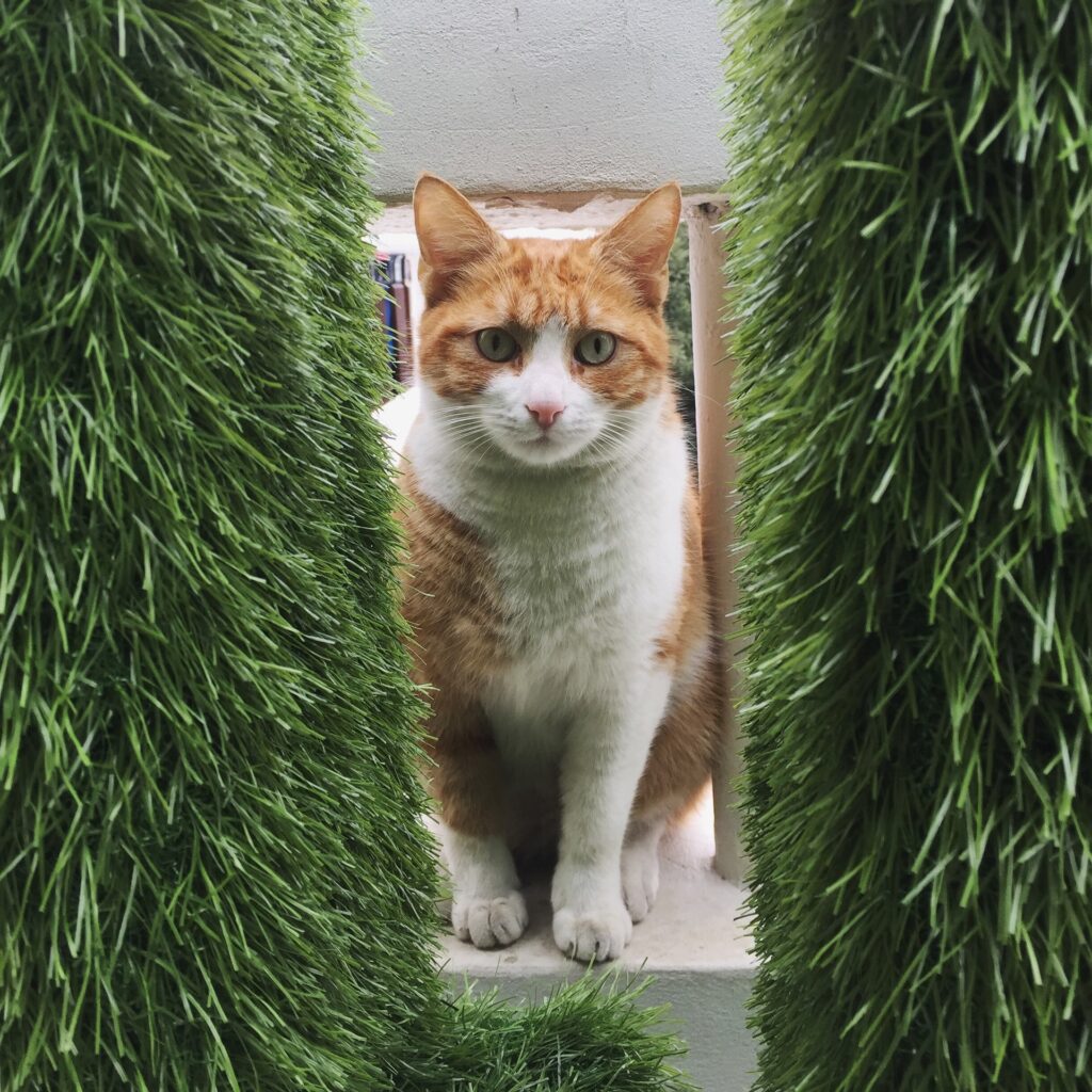 Growing An Indoor Garden For Cats – The Best Advice – Interior Herbs